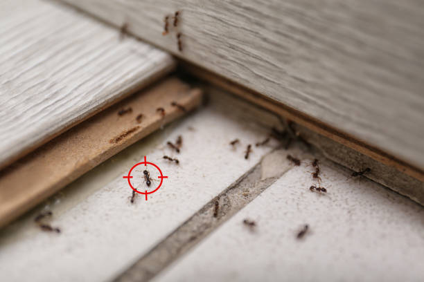 Best Ant Control Services  in Round Lake Heights, IL