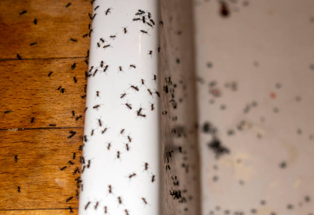Trusted Round Lake Heights, IL Pest Control Experts