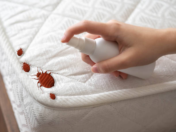 Best Wasp Removal Services  in Round Lake Heights, IL