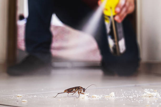 Best Affordable Pest Control Services  in Round Lake Heights, IL